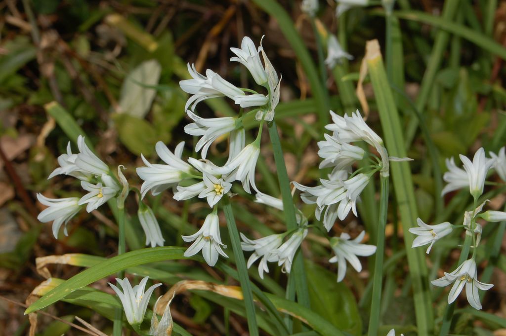 Allium triquetrum / Aglio selvatico